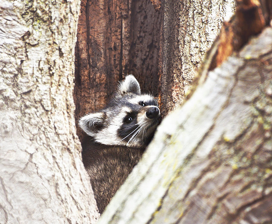 The Raccoon Photograph by Kay Jantzi