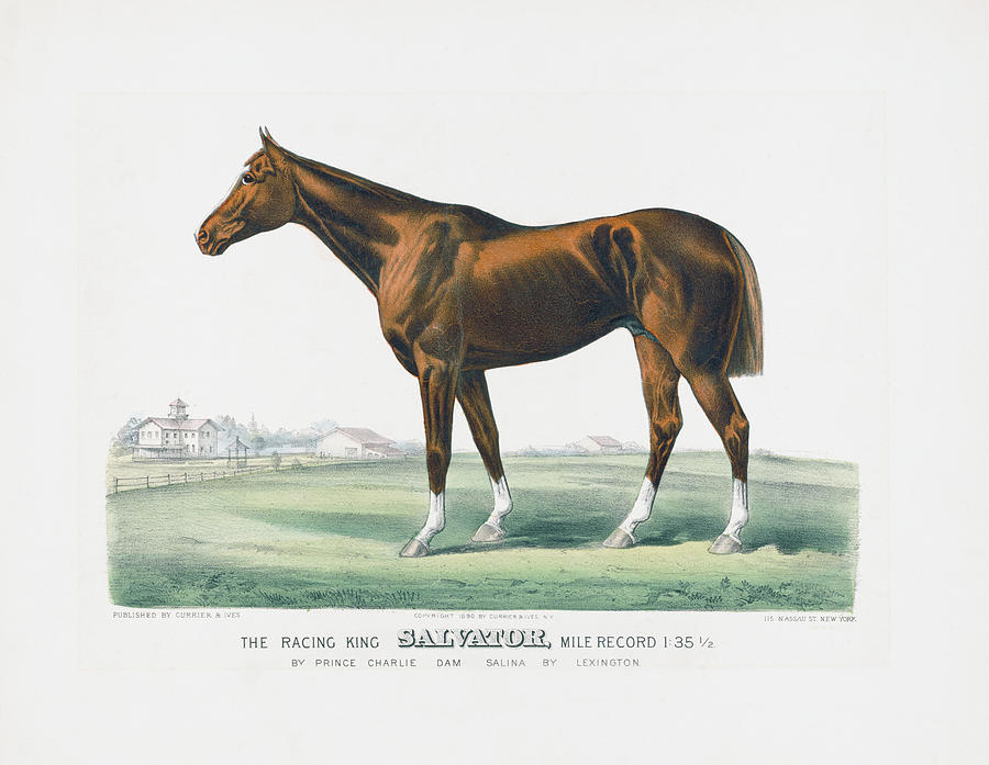 The Racing King Salvator - Circa 1890 Drawing by War Is Hell Store