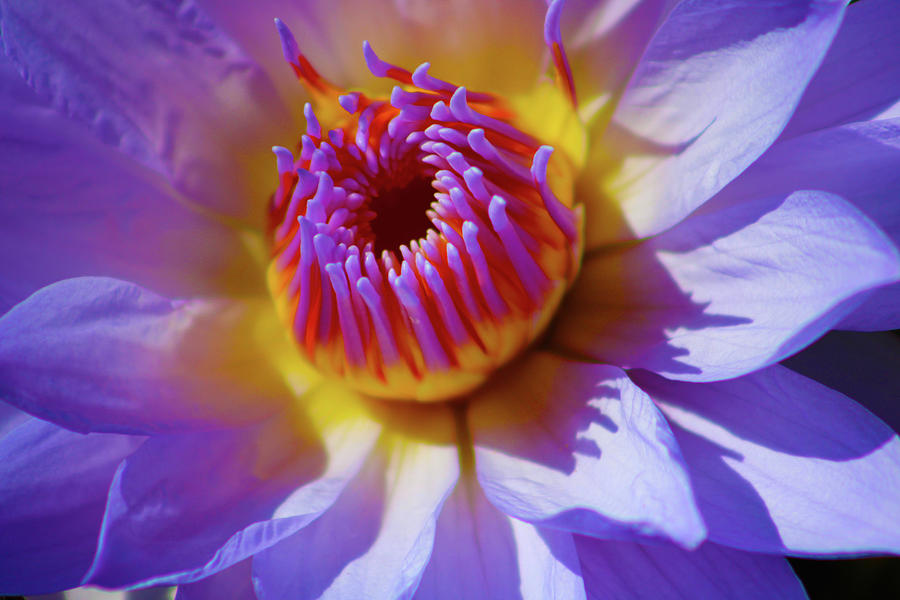 The Radiance of a Flower Photograph by Marcus Jones