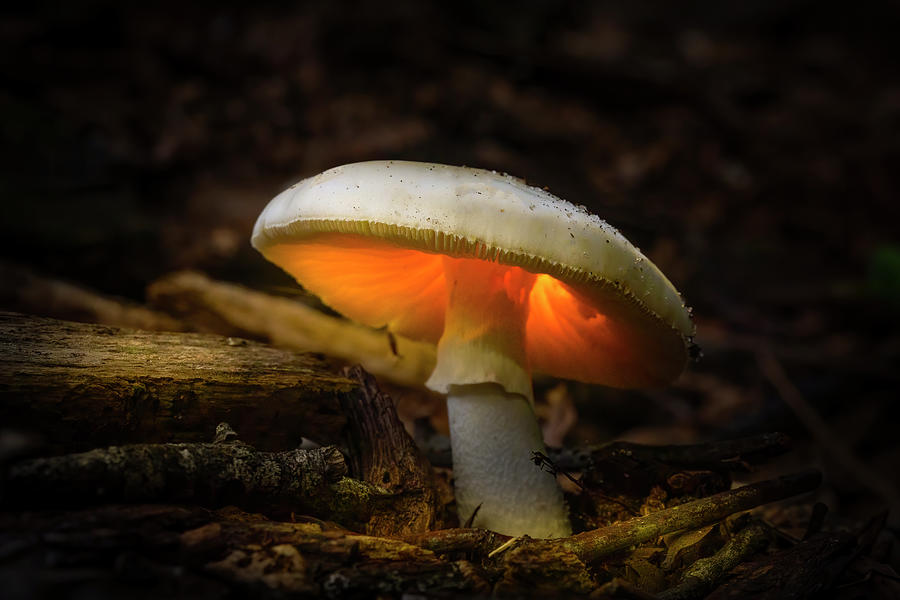 The Radiant Mushroom Photograph by Mark Andrew Thomas