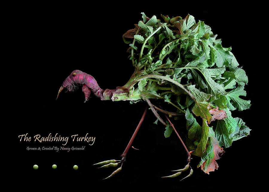 The Radishing Turkey Photograph by Nancy Griswold