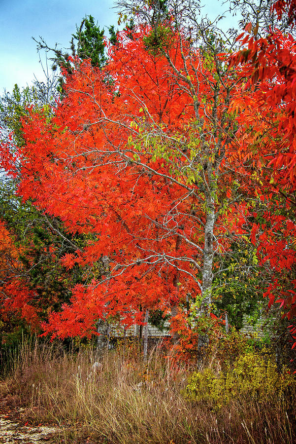 The Raging Reds of Fall Photograph by Lynn Bauer