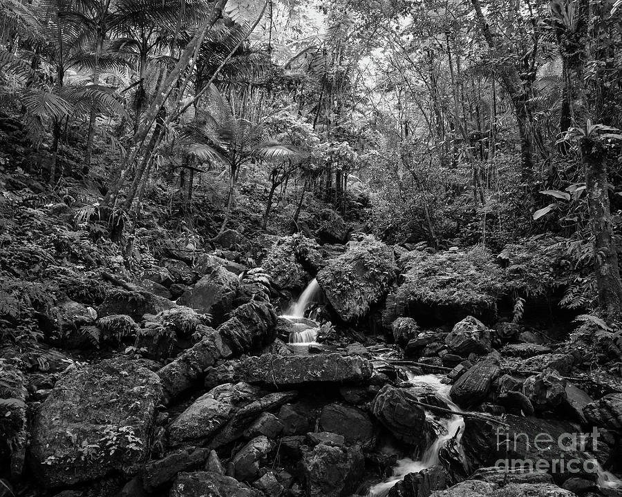 The Rain Forest Stream Photograph
