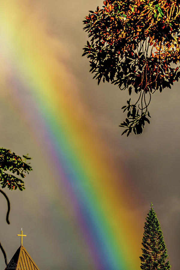 The Rainbow Christmas Tree Photograph by John Bauer