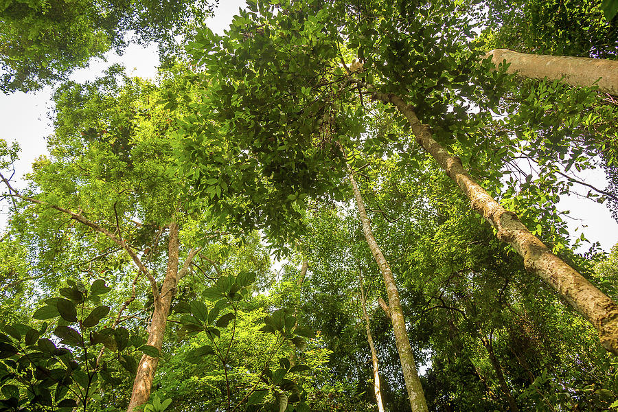 The rainforest canopy in Gunung Leuser National Park, Bukit Lawang ...