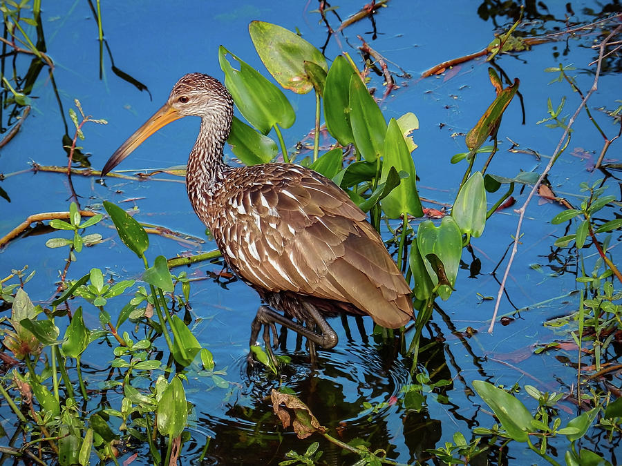The Rare Limpkin Photograph by Laura Putman