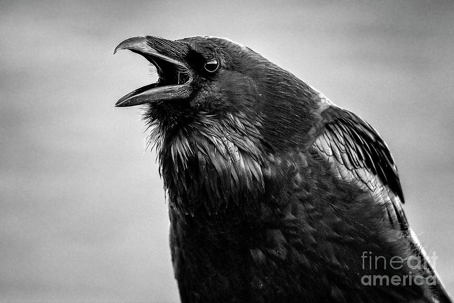 The Raucous Raven Photograph by Jim Garrison