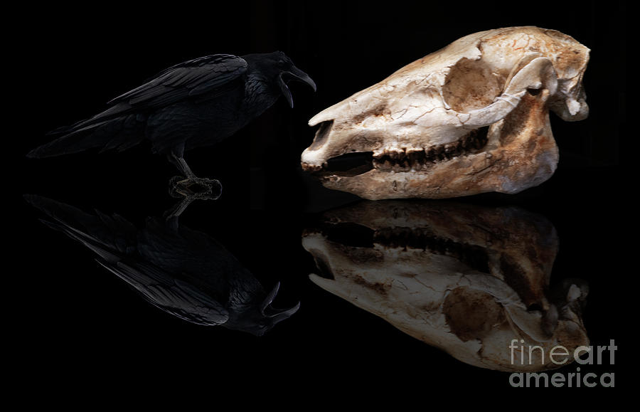 The Raven And The Skull Photograph by Bob Christopher