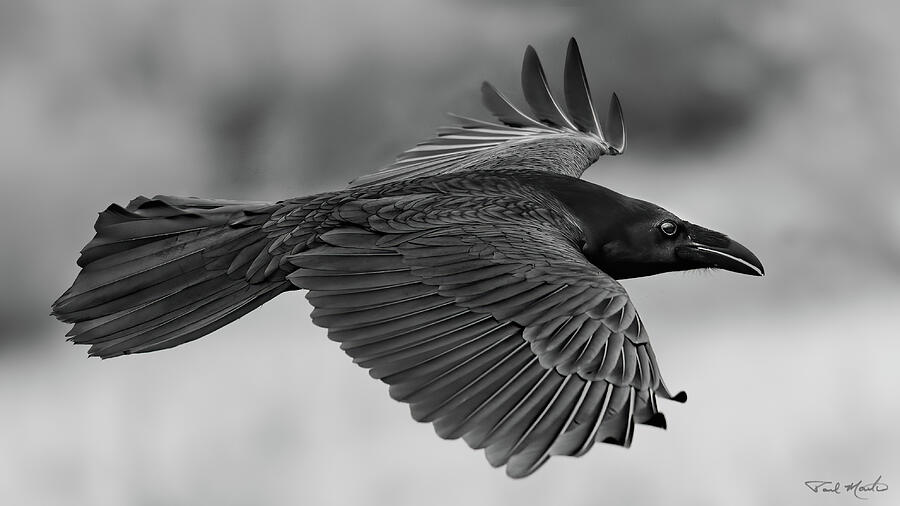 Raven Photograph - The Raven in Flight. by Paul Martin