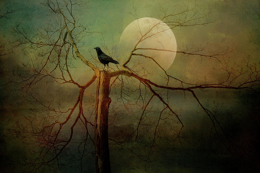 The Raven  Photograph by Maria Angelica Maira