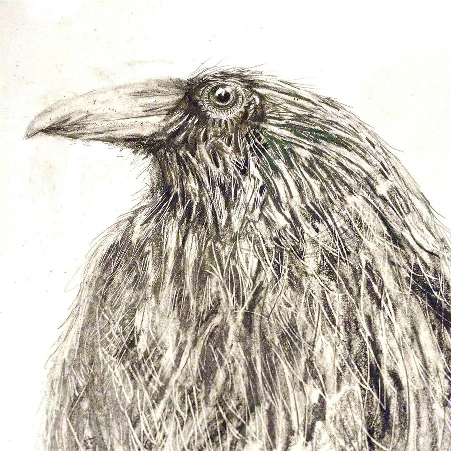 The Raven Drawing by Marysue Ryan