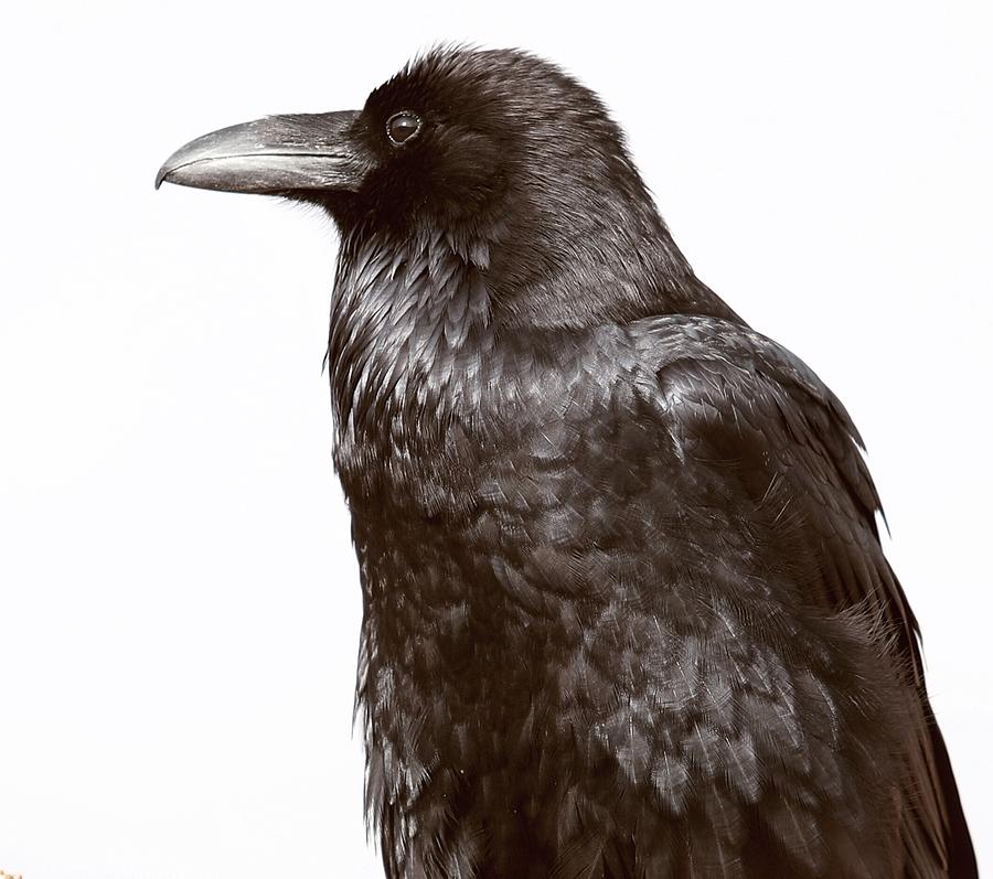 The Raven Number 2 Photograph