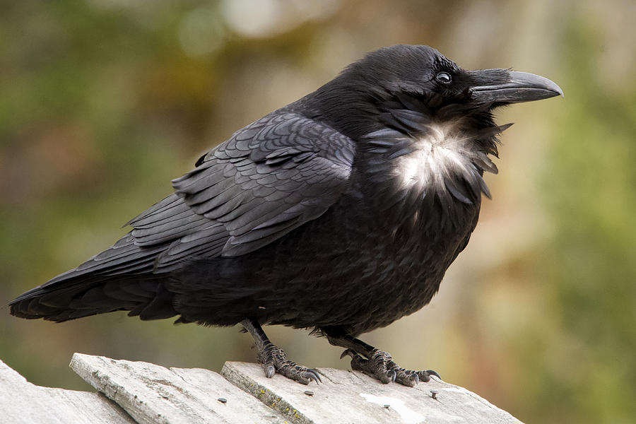 The Raven Photograph by Shauna Hart | Fine Art America