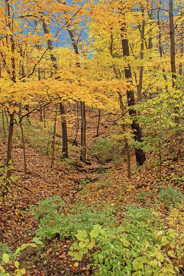 The Ravine in Autumn Photograph by Ira Marcus