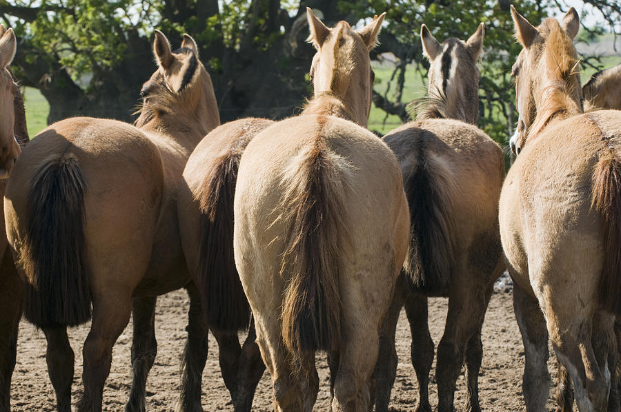The rear-ends of a herd of horses Photograph by Driendl Group