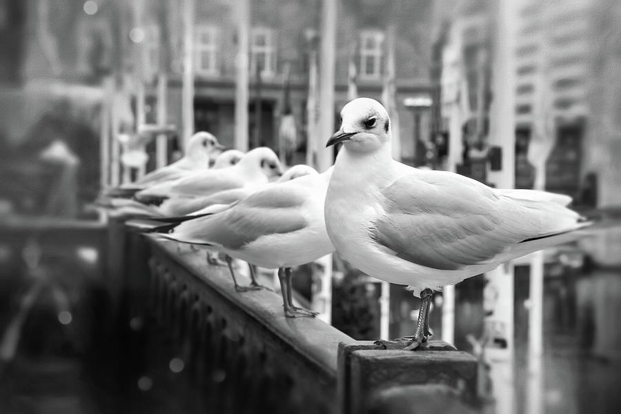 Seagull Photograph - The Rebel Alsterfleet Hamburg Black and White  by Carol Japp