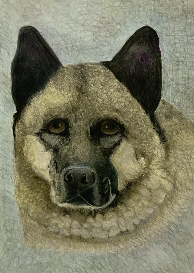 The recused dog Drawing by Tim Ernst