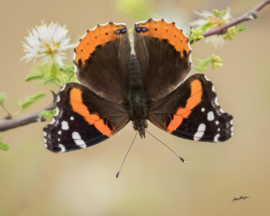 The Red Admiral Photograph by Jurgen Lorenzen - Fine Art America