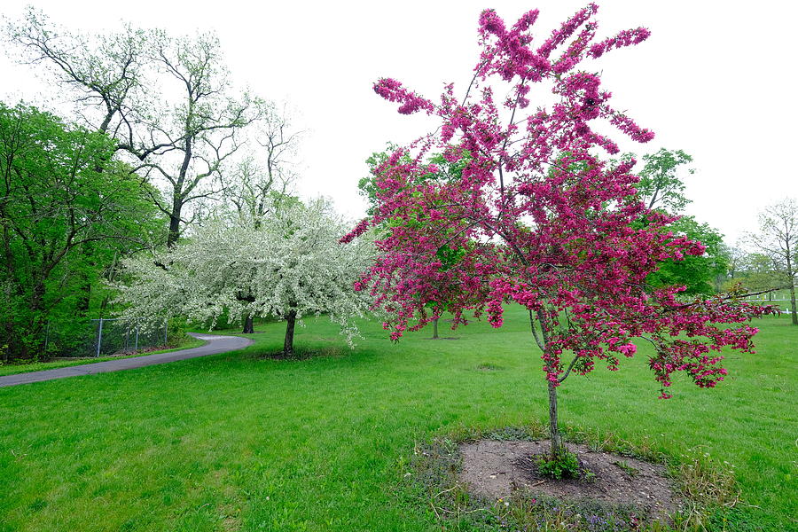 The Red and White Leaf Tree Photograph by John Weeks - Fine Art America