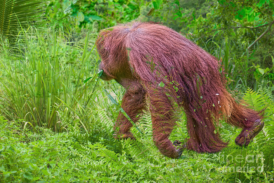 The Red Ape Photograph by Judy Kay