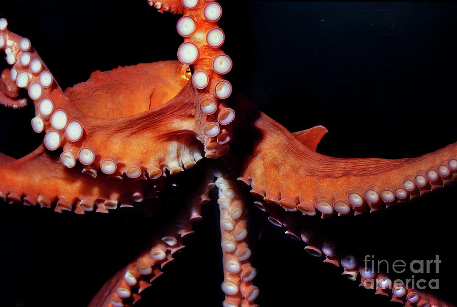 The Red Arms Octopus Enteroctopus Dofleini Photograph