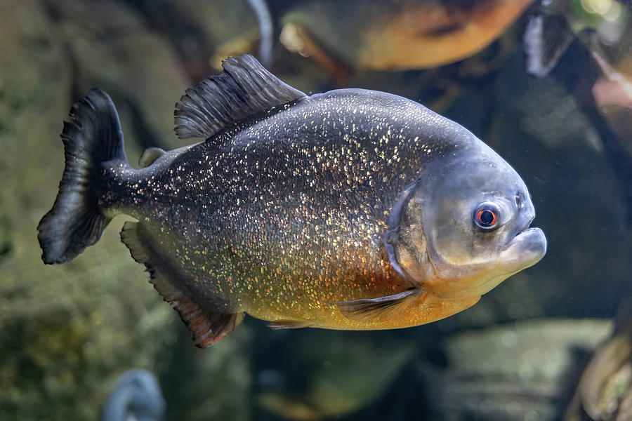 The Red-bellied Piranha Fish Photograph by Artur Bogacki - Fine Art America