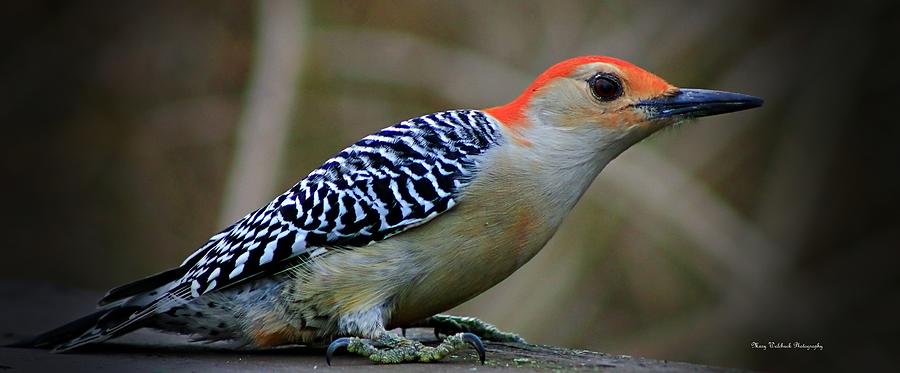 The Red Bellied Woodpecker Photograph by Mary Walchuck