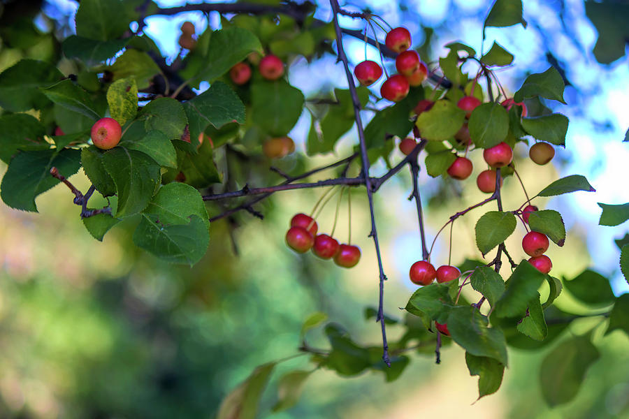 The red berries  Photograph by Cathy Anderson