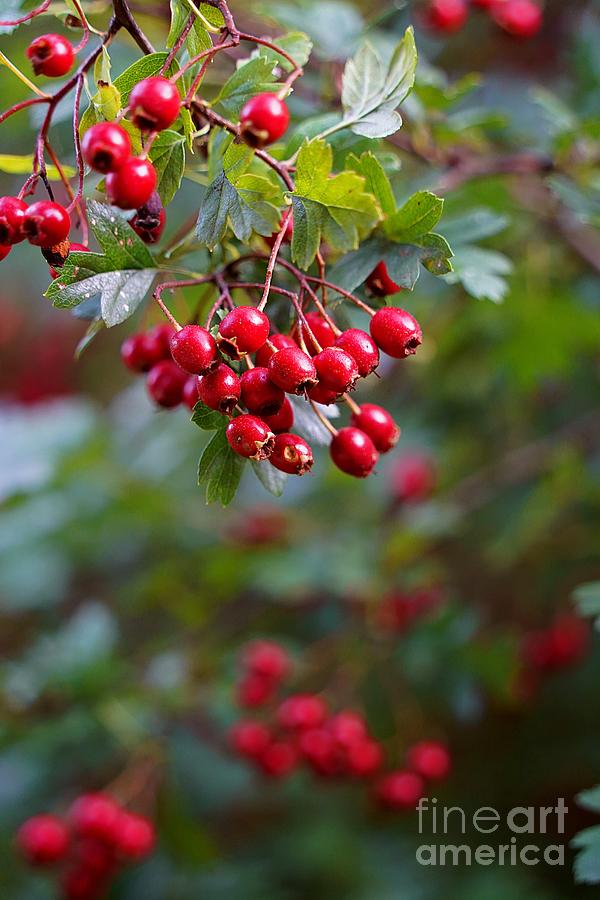 The Red Berries Photograph by Claudia Zahnd-Prezioso