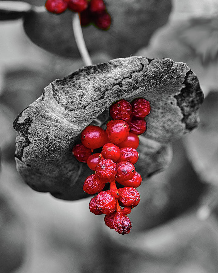 The Red Berries Photograph by Scott Olsen