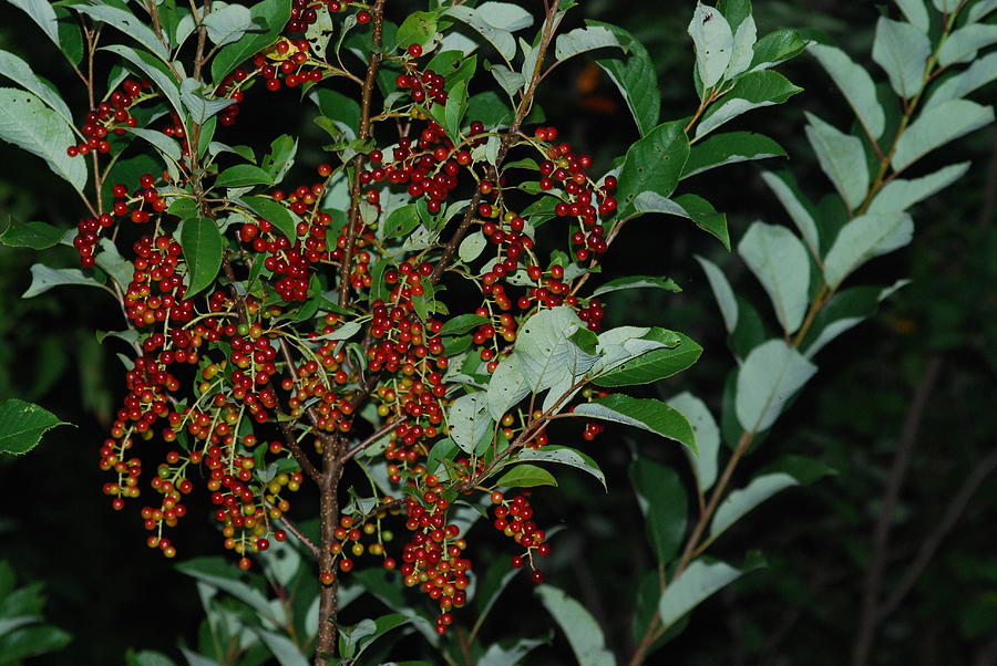The Red Berry Tree Photograph