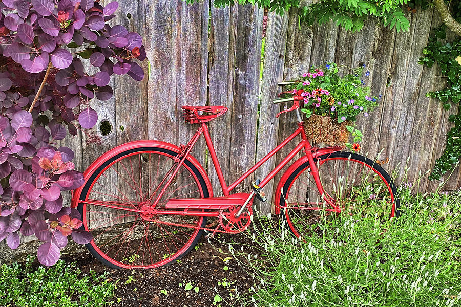 The Red Bicycle Photograph by Peggy Collins