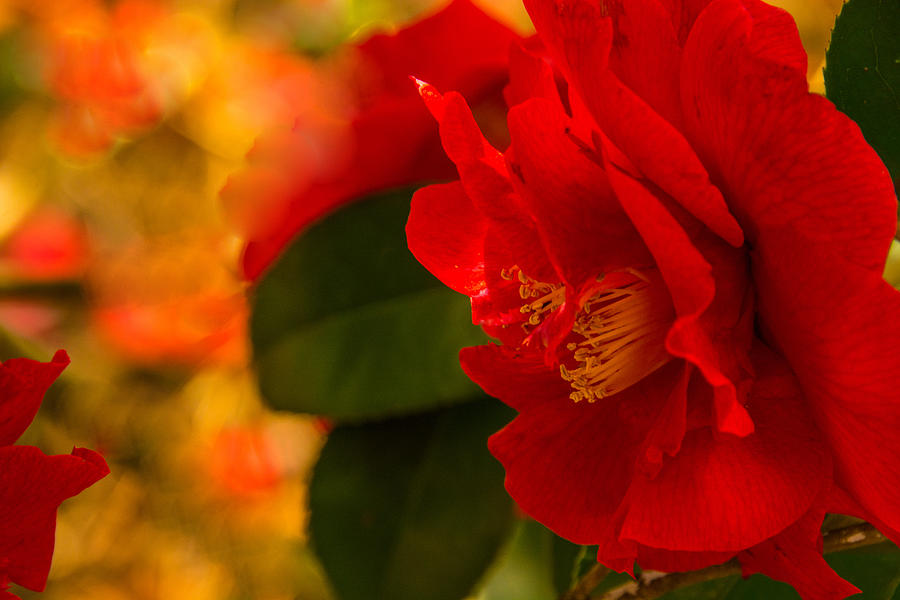 The Red Camellia Photograph by John Harding