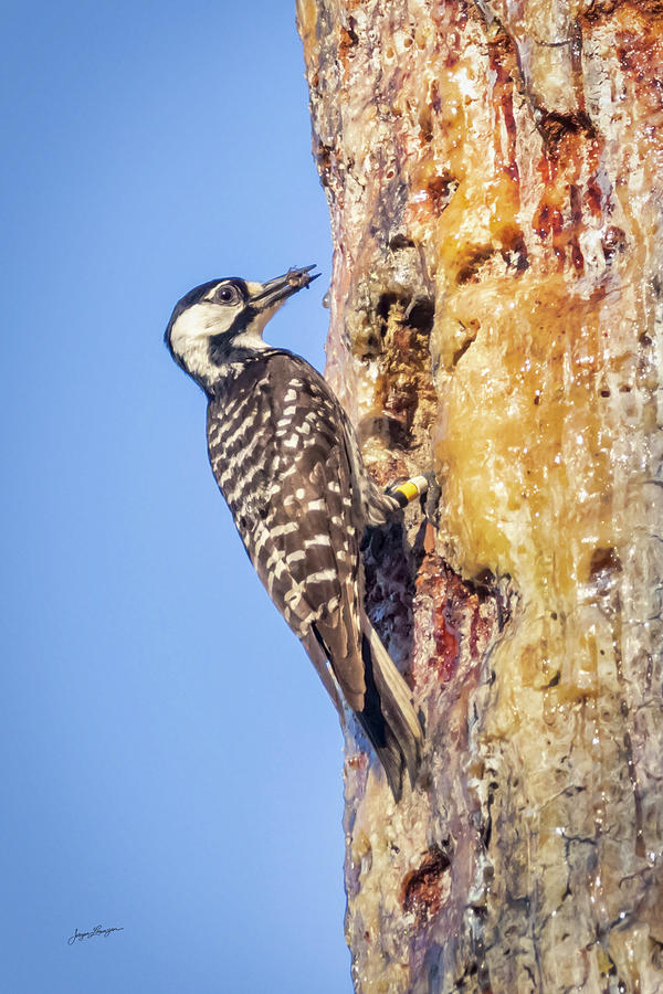 The Red-cockaded Woodpecker Photograph by Jurgen Lorenzen