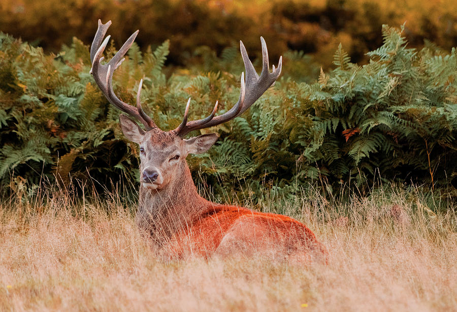 The Red Deer  Photograph by Angela Carrion Photography