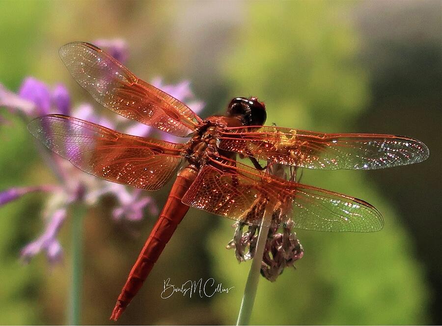 The Red Dragonfly Queen Photograph by Beverly M Collins