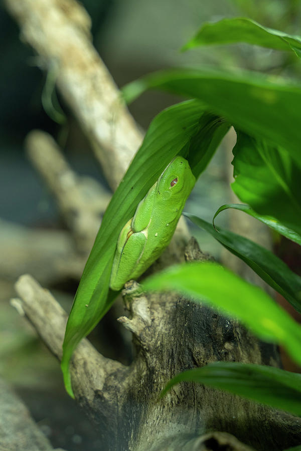 The Red-eyed Tree Frog Camouflage Photograph by Dan Friend - Pixels