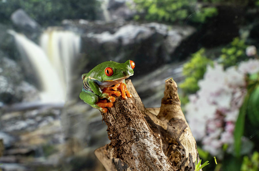 The Red-eyed Tree Frog  In Nature Photograph by Dan Friend