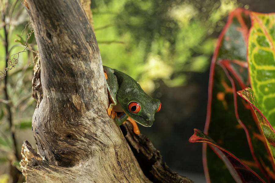 The Red-eyed Tree Frog Is An Adept Climber In Nature  Photograph by Dan Friend