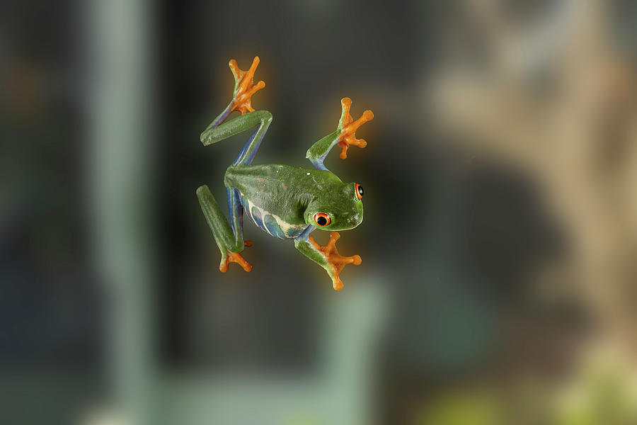 The Red-eyed Tree Frog Is An Adept Climber. On Glass Photograph by Dan Friend