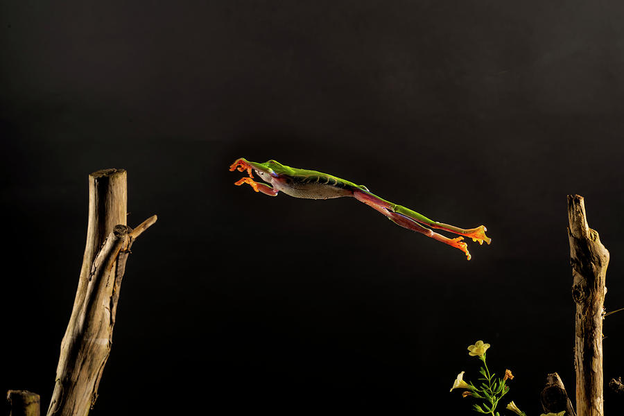 The Red-eyed Tree Frog Jumping In The Air To Next Limb Photograph by ...