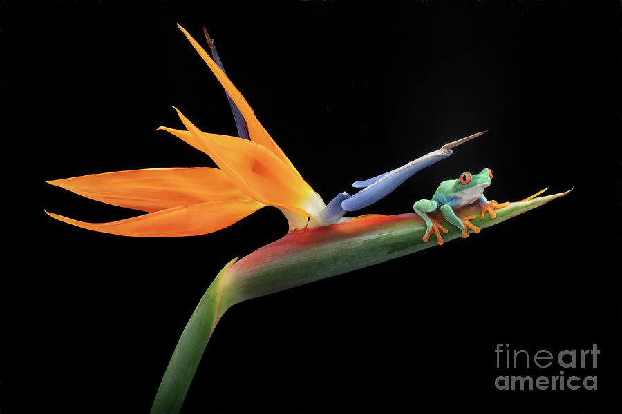 The Red Eyed Tree Frog on a Bird of Paradise Photograph by Linda D Lester
