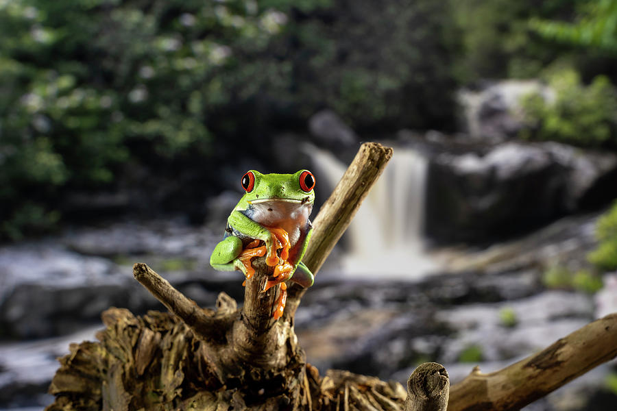 The Red-eyed Tree Frog Out In Nature Near Waterfall Photograph by Dan Friend