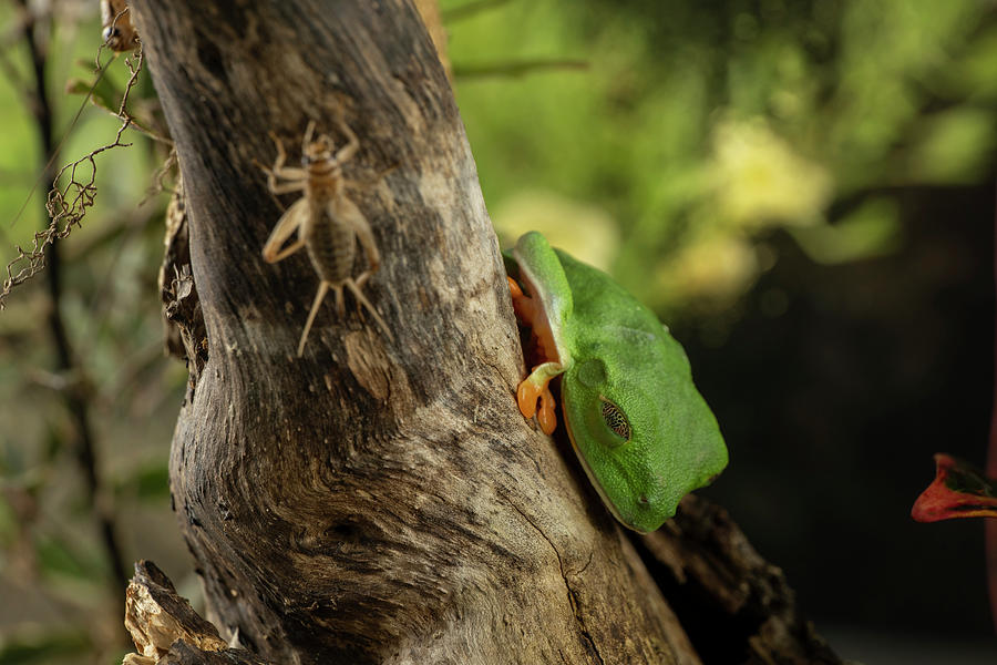 The Red-eyed Tree Frog Sleeping Photograph by Dan Friend