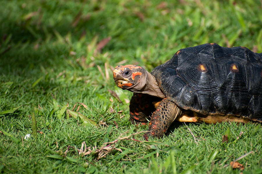 The Red Footed Tortoise Sits Alone Photograph by Deidre Blackman - Fine ...