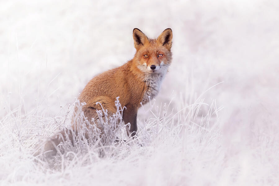 Winter Photograph - The Red Fox and the Hoar Frost by Roeselien Raimond