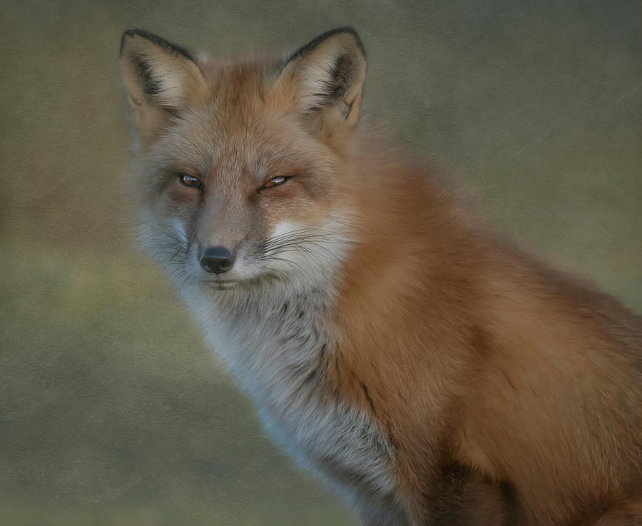 The Red Fox Stare Photograph by Sylvia Goldkranz