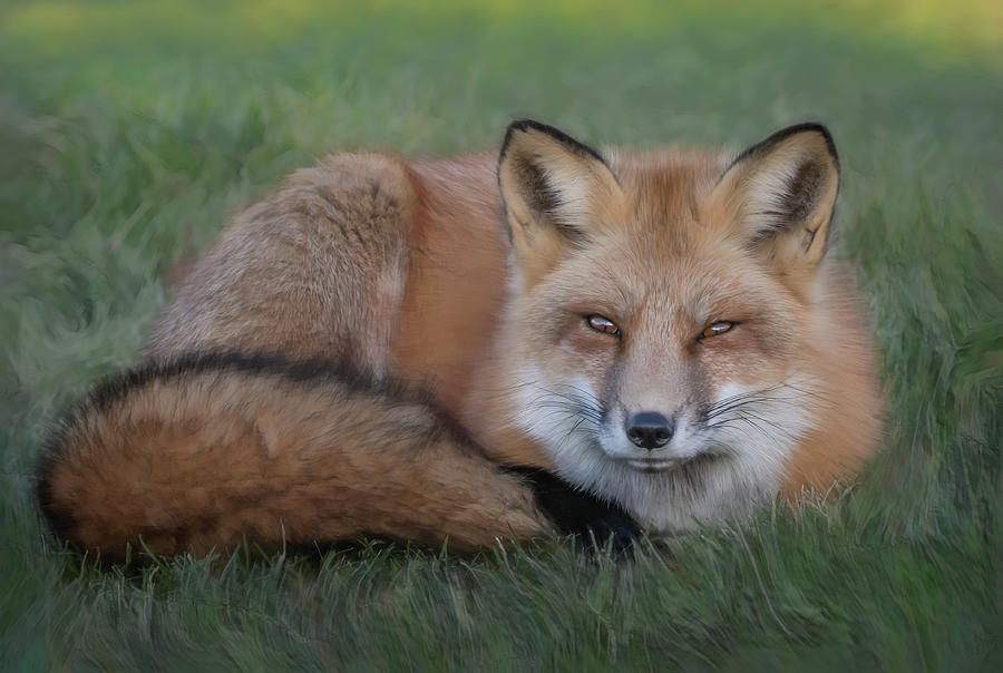 The Red Fox Photograph by Sylvia Goldkranz
