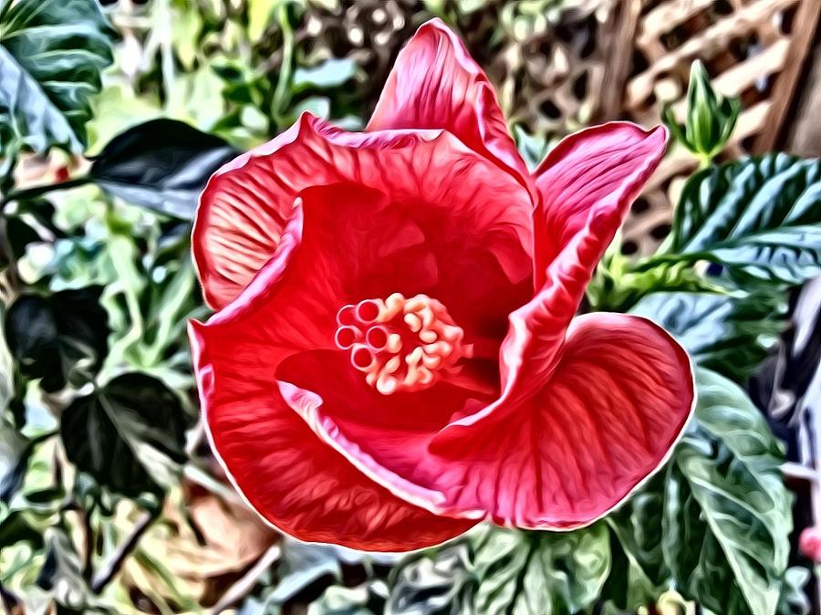 The Red hibiscus Digital Art by Steven Wills