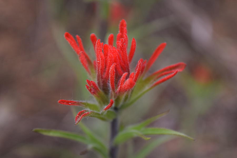 red indian paintbrush